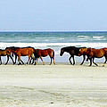 Roaming Wild and Free