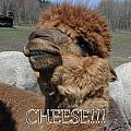 Say cheese