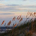 sea oats blowing in the wind