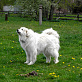 Great Pyrenees 