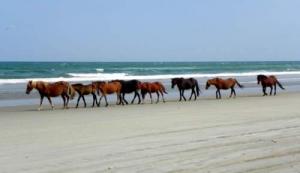 Wild Spanish Mustangs aka Banker Horse information